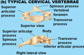<p>Smallet, have small holes </p>