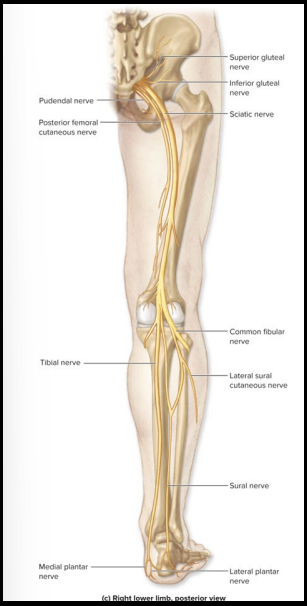 <ul><li><p>Sensory: NONE</p></li><li><p>Motor: Posterior thigh muscles</p></li></ul><p></p>