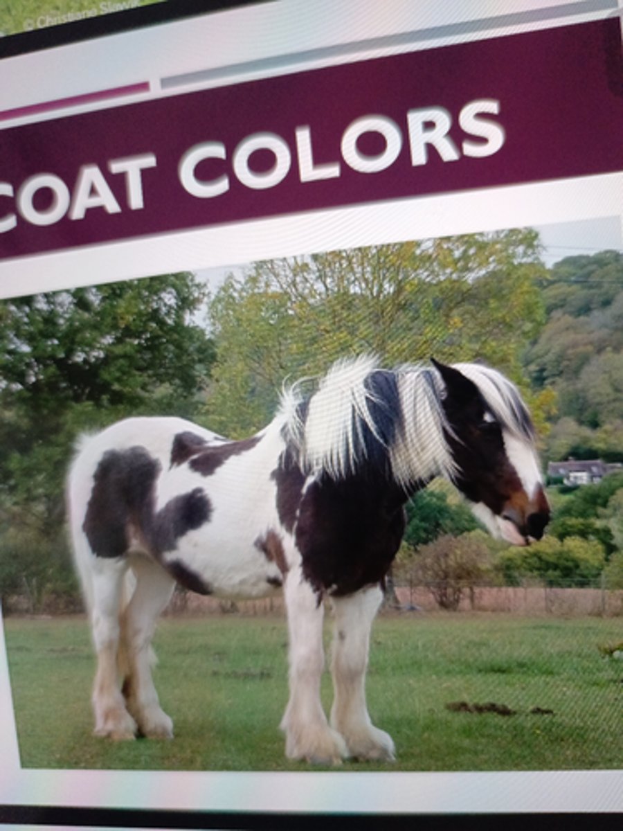 <p>-(Calico or Paint)</p><p>"Spotted horse"</p><p>¡ More color in or coat in</p><p>large irregular patches or</p><p>spots; small non-white</p><p>spots up to the size of a</p><p>silver dollar</p>