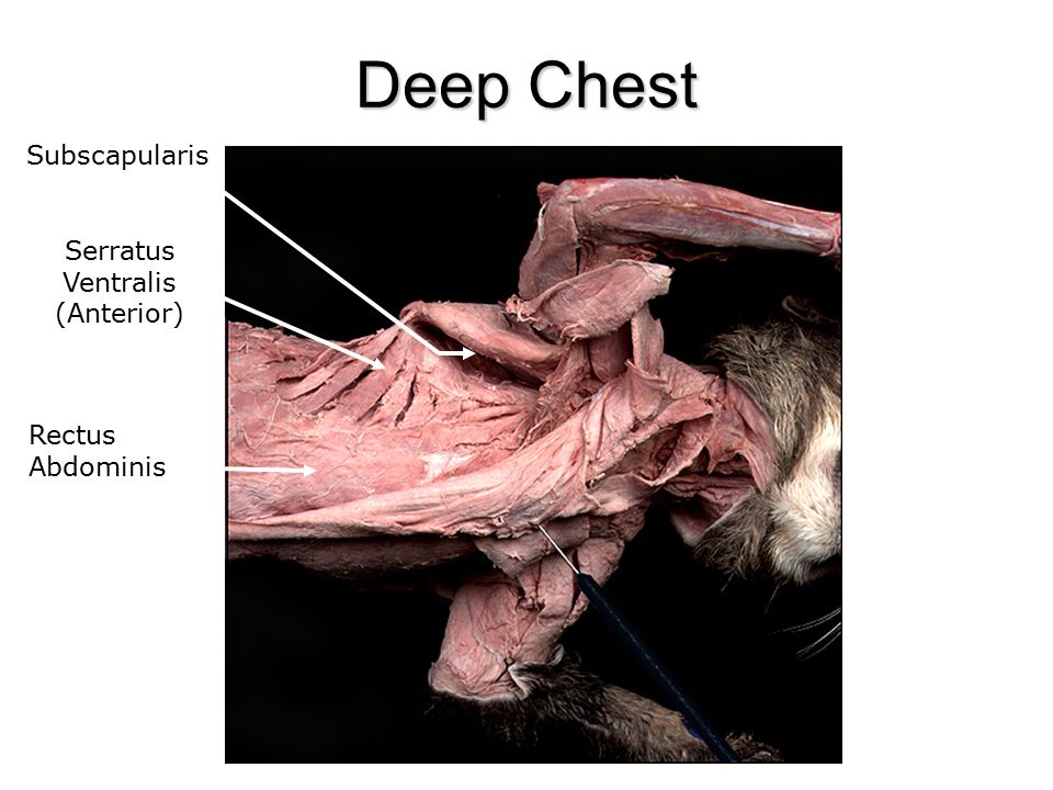 Serratus ventralis (serratus anterior) Function
