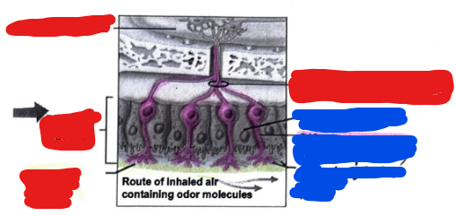 <p>Label the following image. Start with the RED COLOR first and label that top to bottom. Then, label the BLUE COLOR from top to bottom. </p>