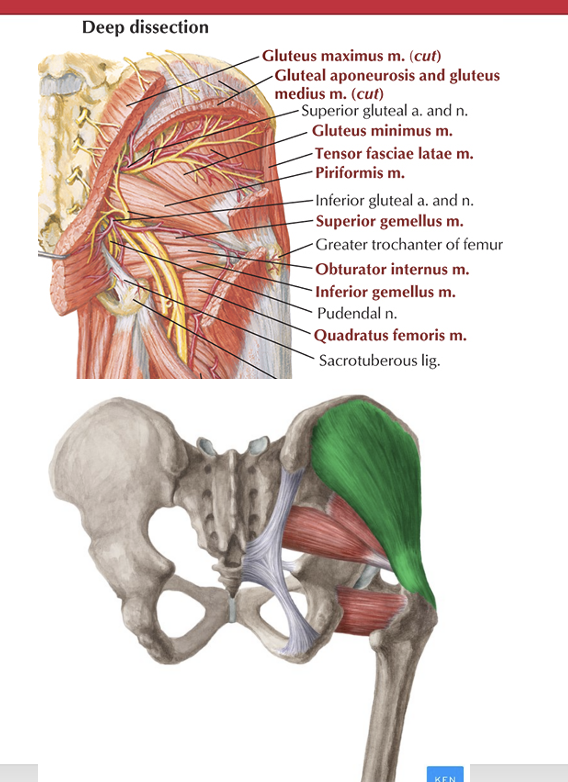 <p>What is the origin and insertion of thegluteus minimus and medius (hip abductors)</p>