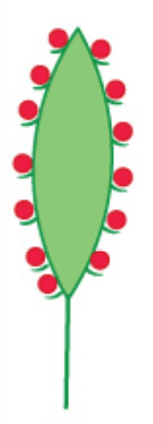 <p>Is a spike like inflorescence with imperfect flowers, but both types occur in the same inflorescence, staminate flowers located in the upper portion of the inflorescence and carpellate flowers in the lower portion, although they can intermingle</p>