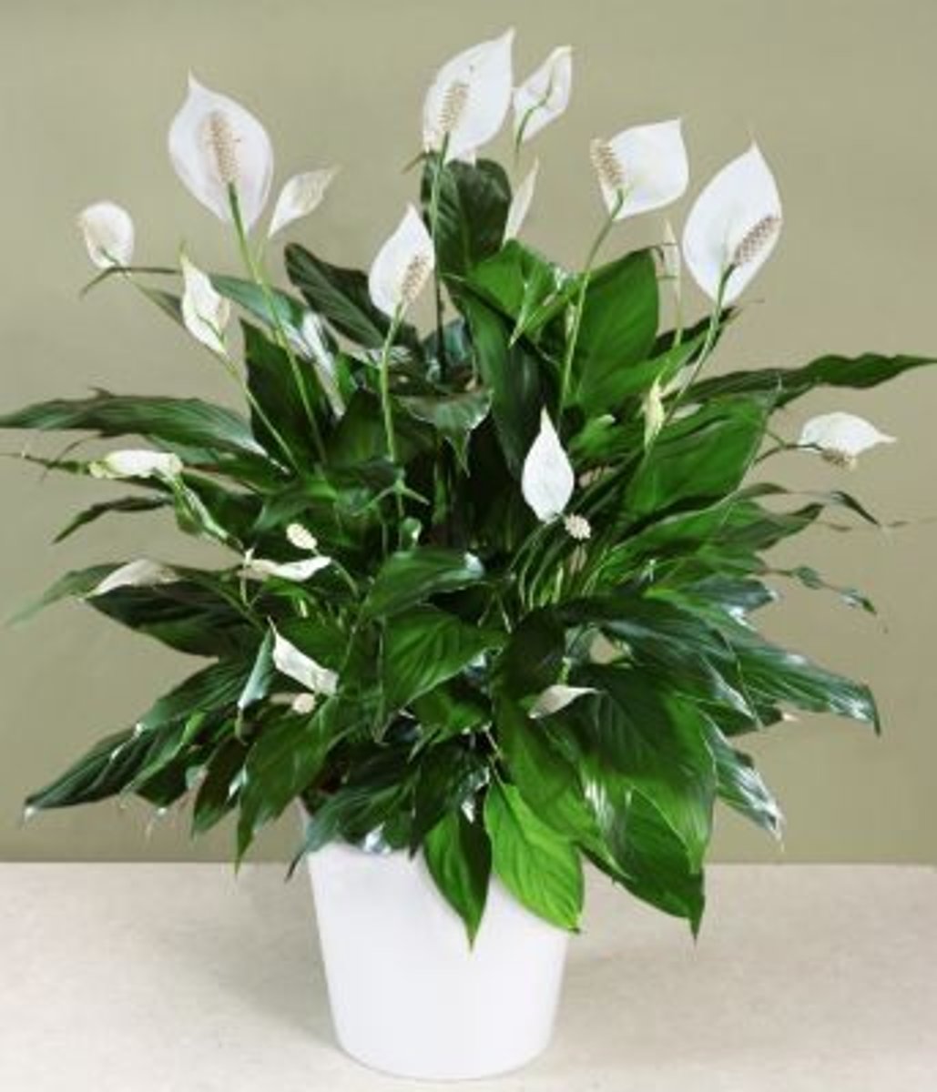 <p>Spathiphyllum</p>