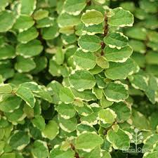 <p>Creeping Fig </p>