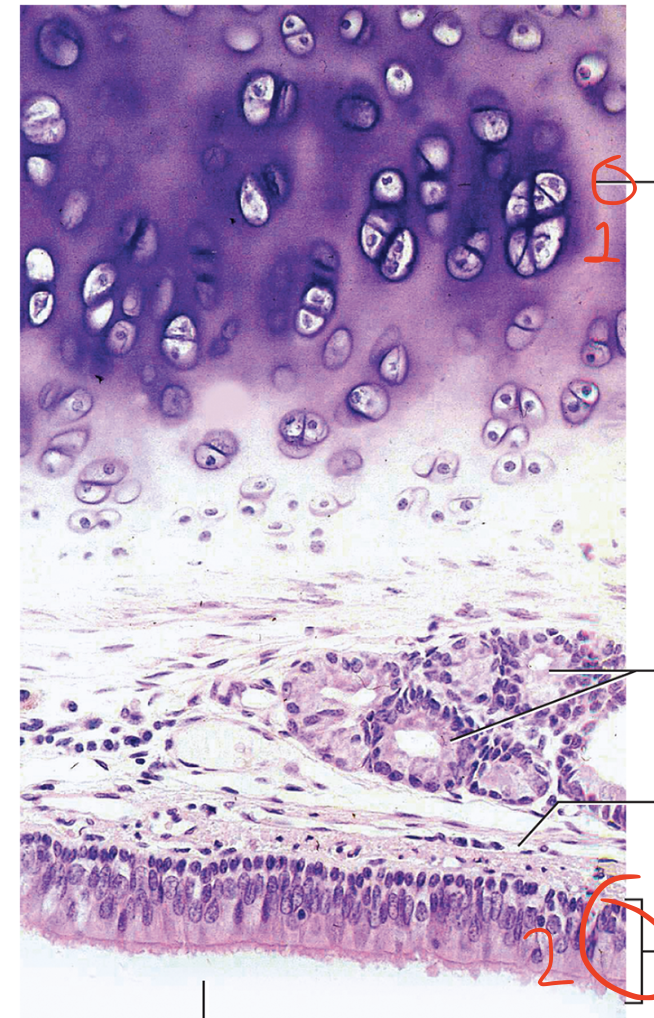 <p>Name 1</p>