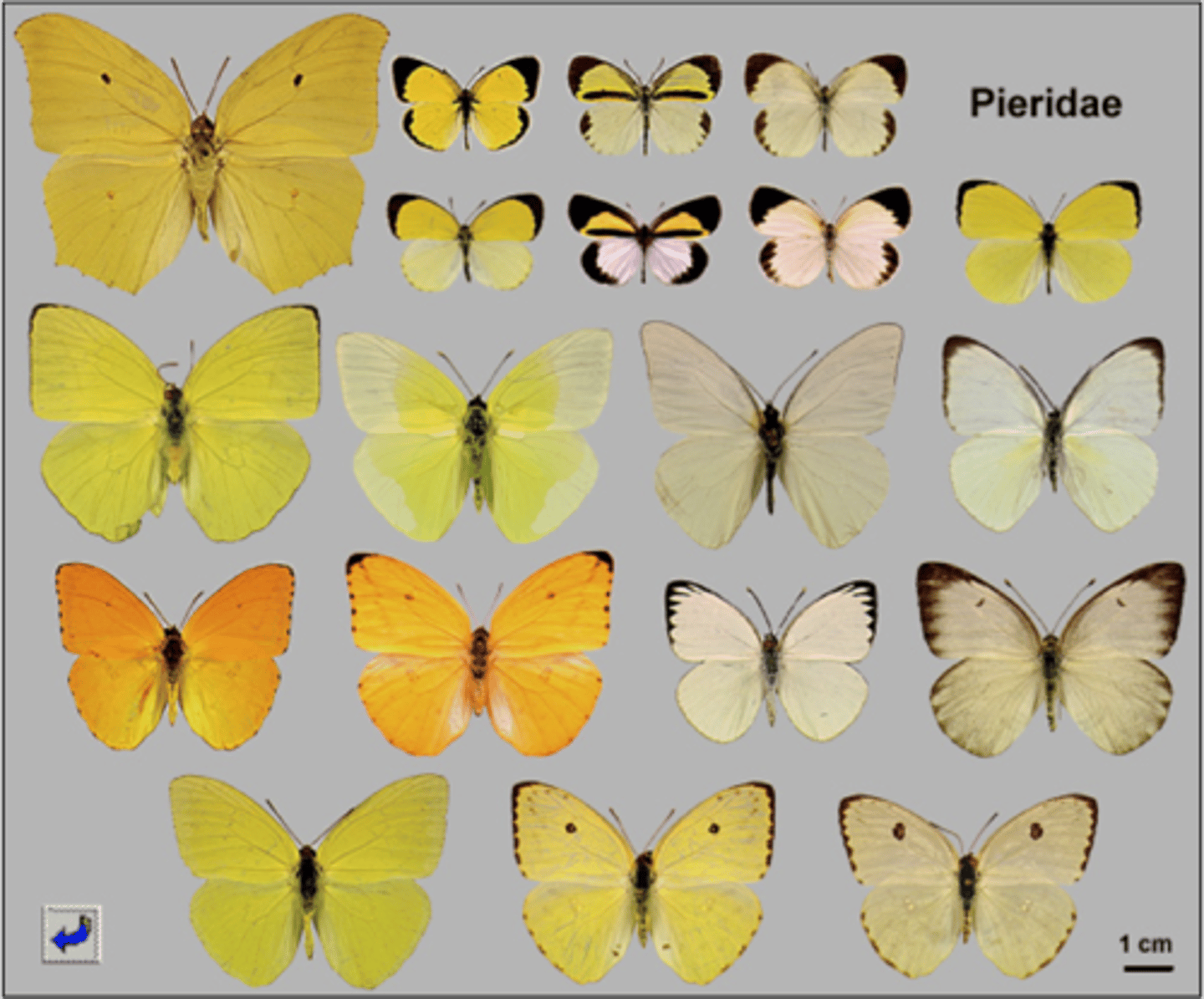 <p>Bright/white/yellow/orange</p>