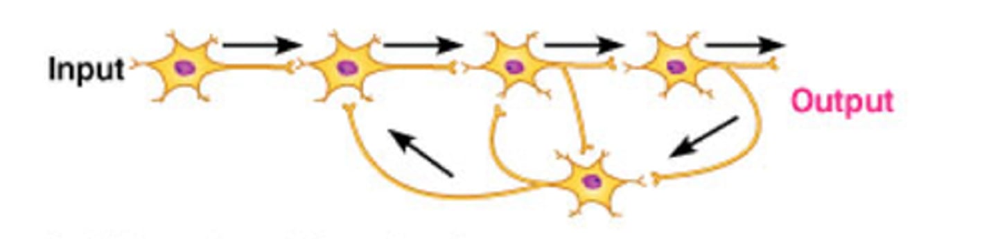 <p>homeostasis, maintained by negative feedback loops</p>