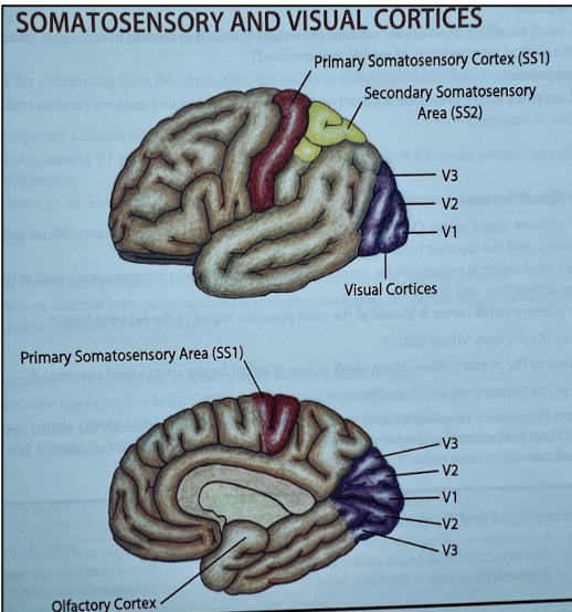<p>Areas 3,1,2</p>