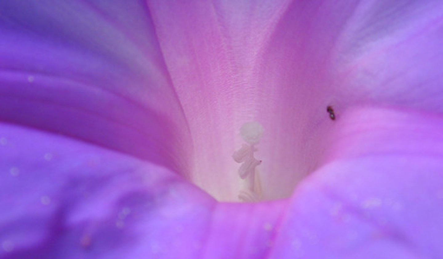 <p>morado (a/as/os)</p>