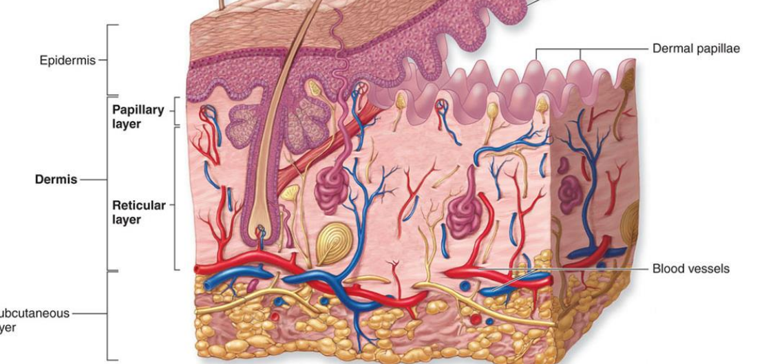 <p>lies between the epidermis, vascular </p><p>2 layers </p><ol><li><p>papillary layer </p></li><li><p>reticular layer </p></li></ol><p></p>