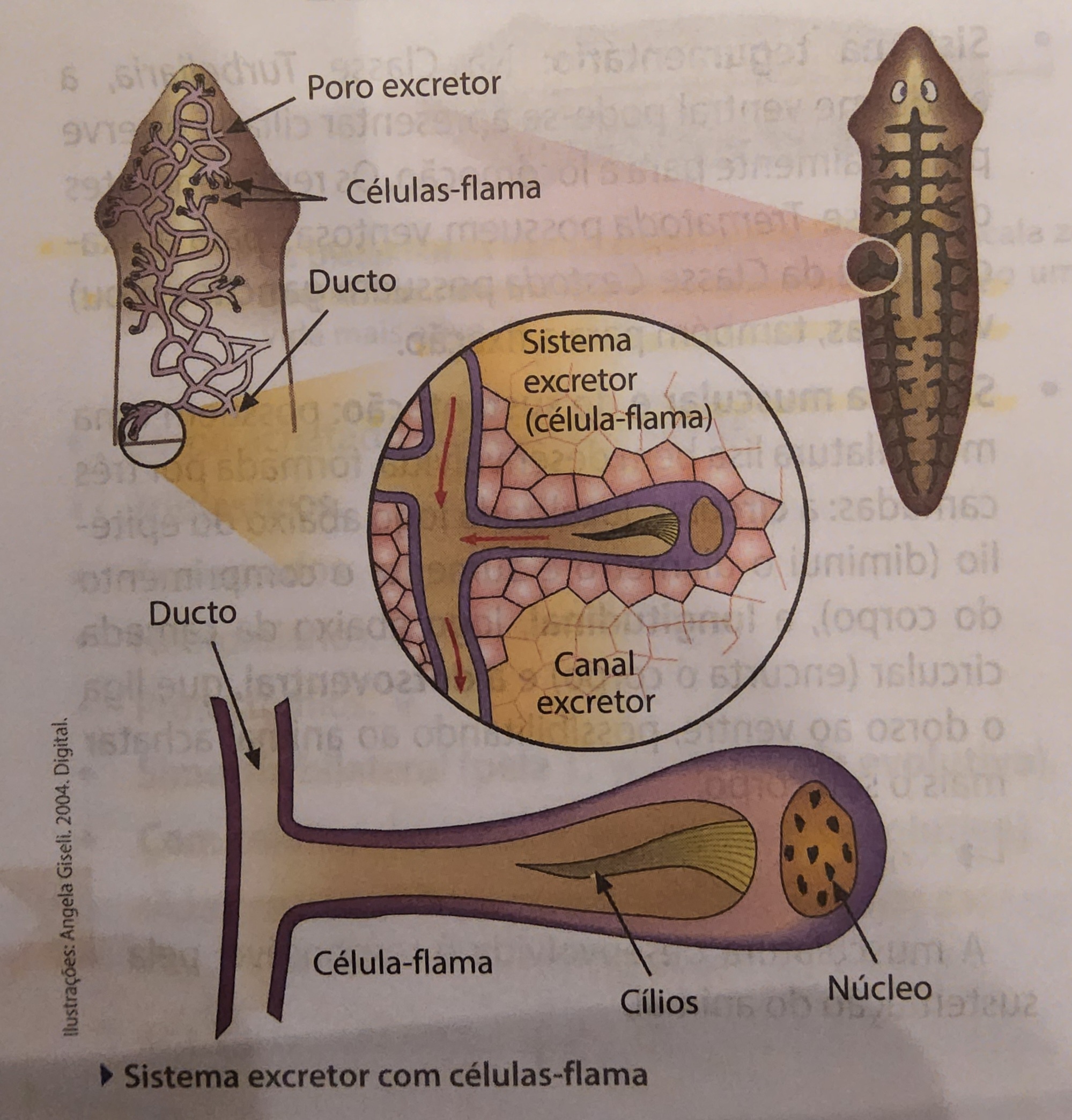 <ul><li><p>excretam amônia</p></li><li><p>rede de túbulos que se ramificam pelo corpo e terminam em <strong>células-flama</strong> ou <strong>solenócitos</strong></p></li></ul>