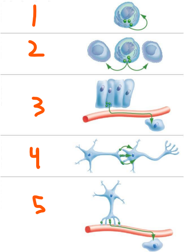 <p>5 Types of Chemical Signalling:</p><ol><li><p>___ signals that act on the same cell</p></li><li><p>___ signals that act locally on nearby cells</p></li><li><p>___ signals that are hormones that are carried by blood</p></li><li><p>___ signals that are between neurons</p></li><li><p>___ signals that are hormones secreted by neurons</p></li></ol><p></p>