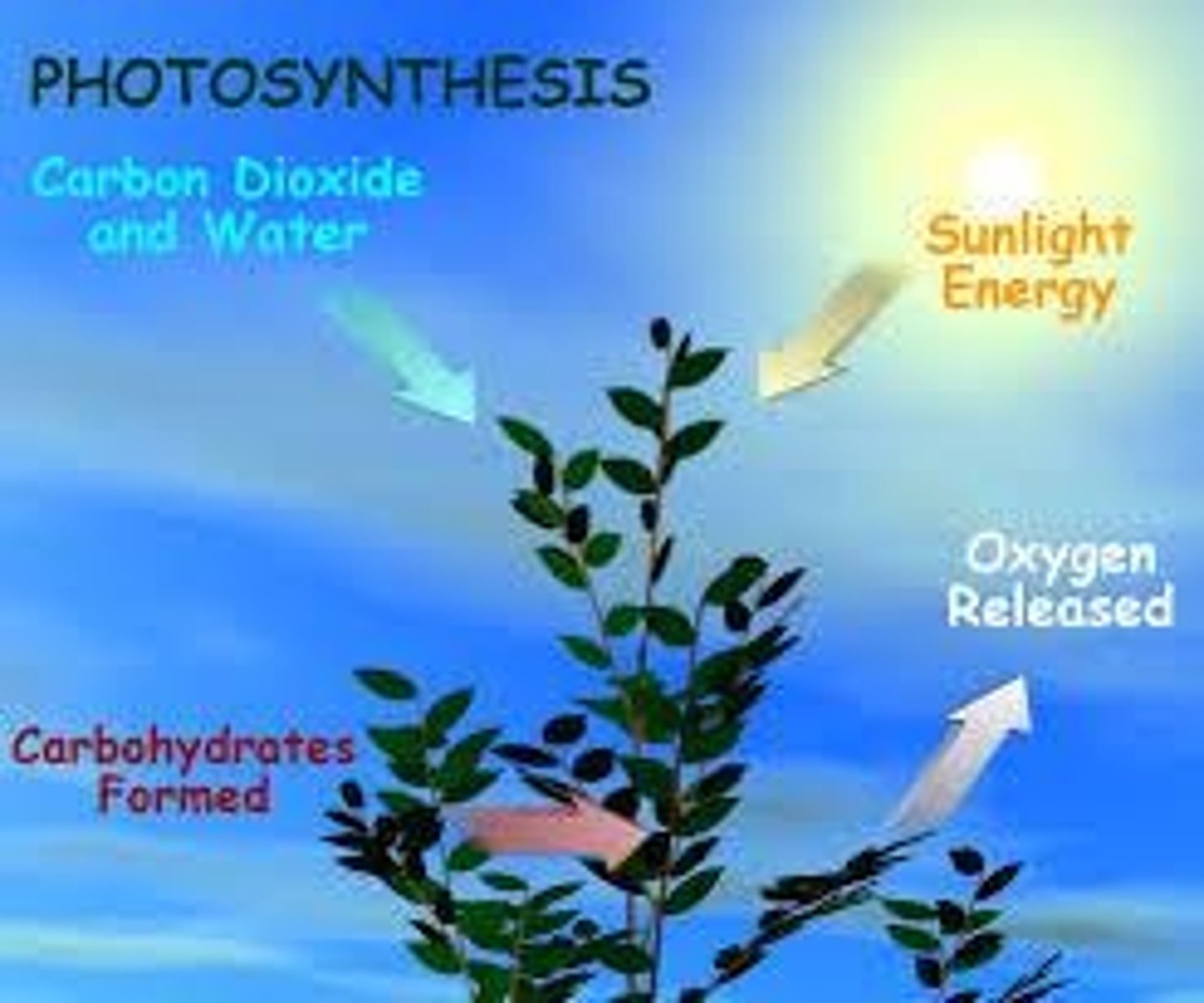 <p>Photosynthesis converts light energy into glucose, which is then used in cellular respiration to produce ATP.</p>