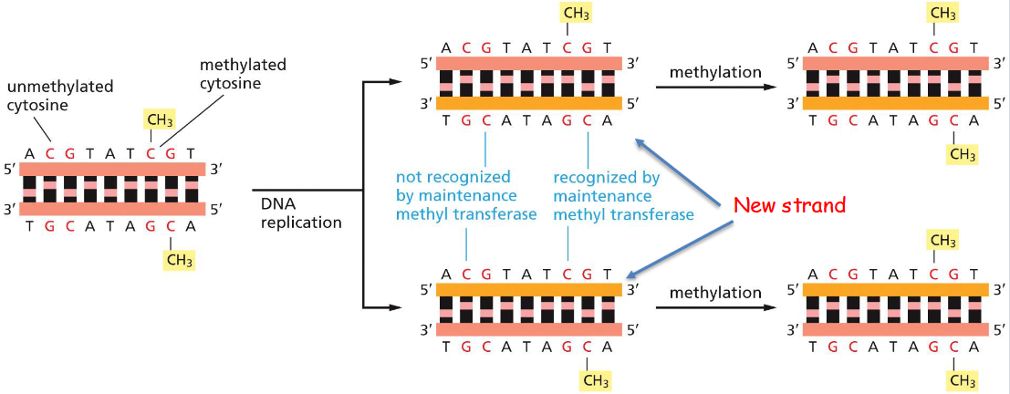 <p>Patterns of DNA Methylation Can Be <strong>Inherited </strong>When Vertebrate Cells <strong>Divide</strong></p><p></p>