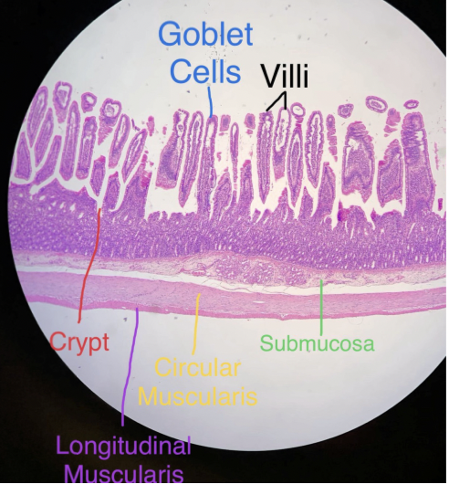 knowt flashcard image