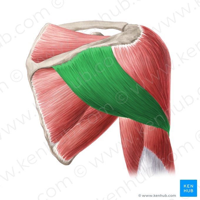 Axillary nerve (C5-C6)