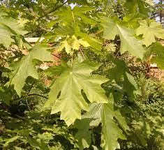 <p>What tree is this?</p>