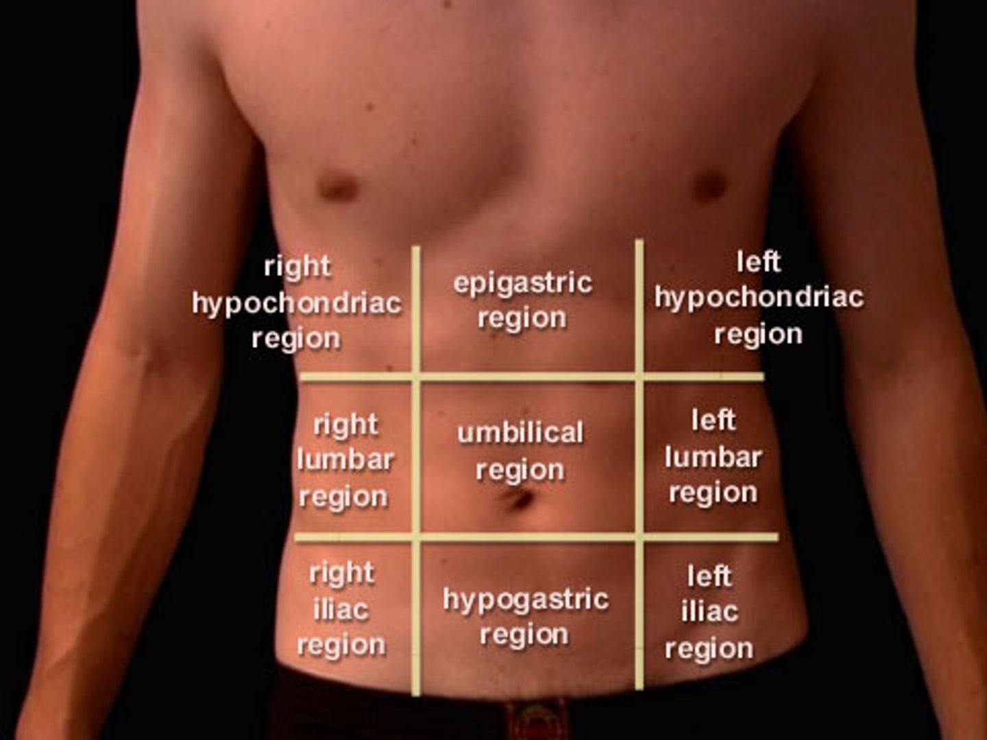 knowt flashcard image