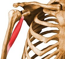 <p>coracobrachialis – insertion</p>