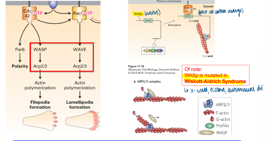 <p>polymerization of f-actin structures </p><ul><li><p>both use Arp2/3 for movement </p></li><li><p>activated via conformational change </p></li></ul><p></p>