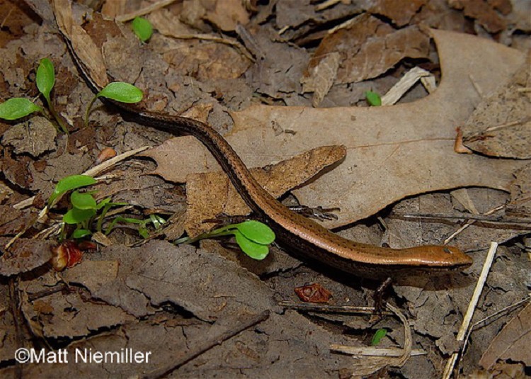 <p> A small, slender lizard (3.0 to 5.25 inches in length) with smooth, shiny scales and short legs.  Background color is variable, but usually golden brown to dark brown with dark stripes running down the side of the back from eye to mid-tail.  Small black specks typically dot the back and sides. Adult males have yellow bellies; adult females have white or gray bellies and are larger. Juveniles are similar to adults.</p>