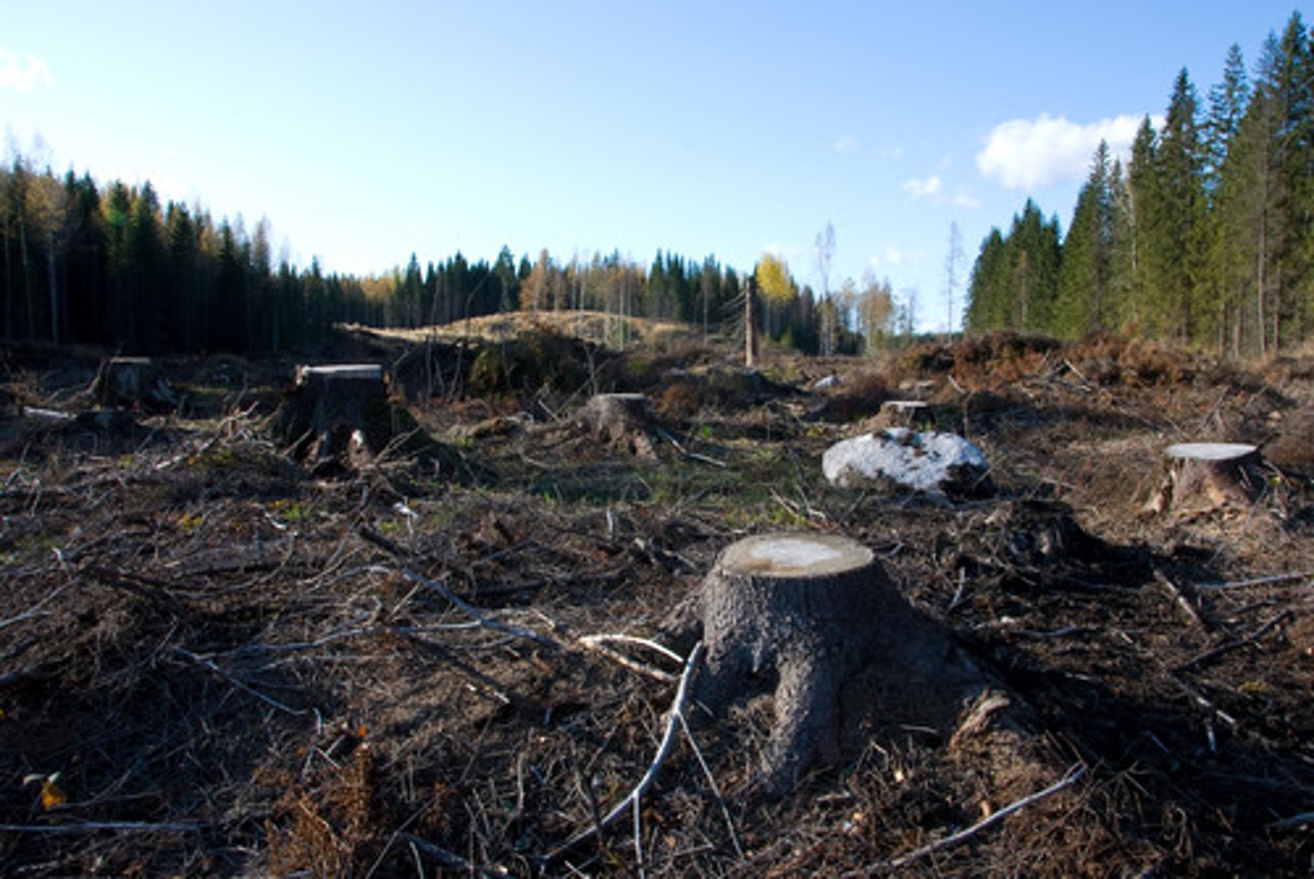 <p>A method of harvesting trees that involves removing all or almost all of the trees within an area.</p>