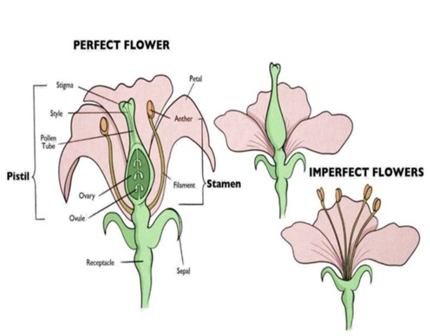 <p>A flower that has either just male or just female parts, but not both.</p>