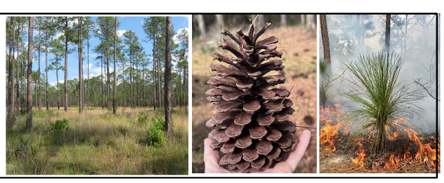 <p>Pinaceae</p><p>Pinus palustris</p>