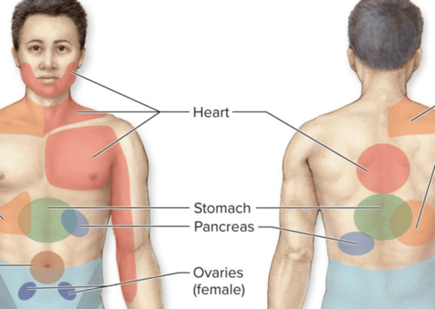 <p>pectoral region &amp; medial arm; sympathetic innervation of the heart &amp; innervation of these skin regions both come from T1-T5 segments of spinal cord</p>