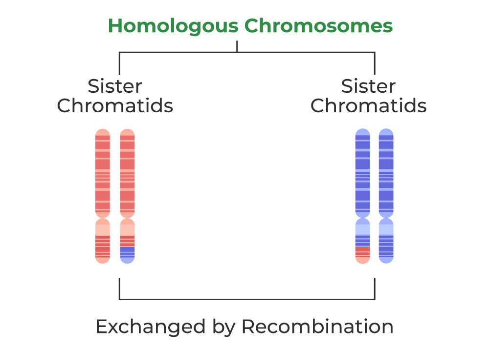 <p>Homologous chromosomes are pairs of chromosomes that are similar to each other in terms of size, shape, and gene content whereas sister chromatids are identical copies of a single chromosome.</p>