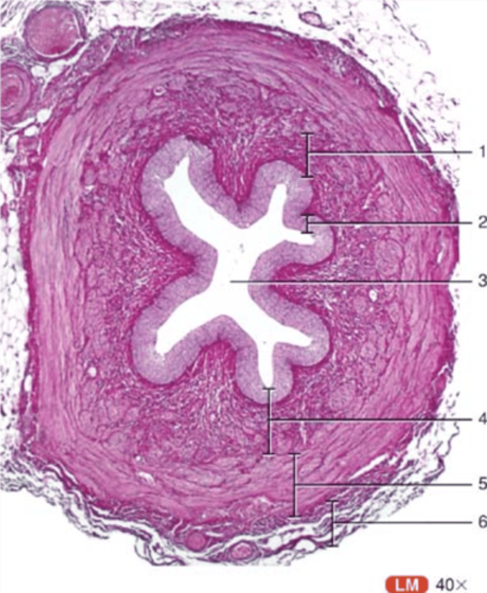 <p>transitional epithelium</p>