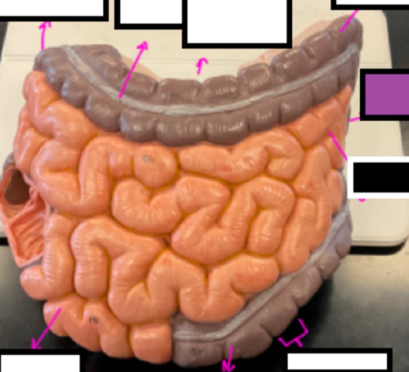knowt flashcard image