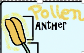 <p>the anther is male and is a fluffy structure that produces pollen - the sperm of the plant </p><p></p>