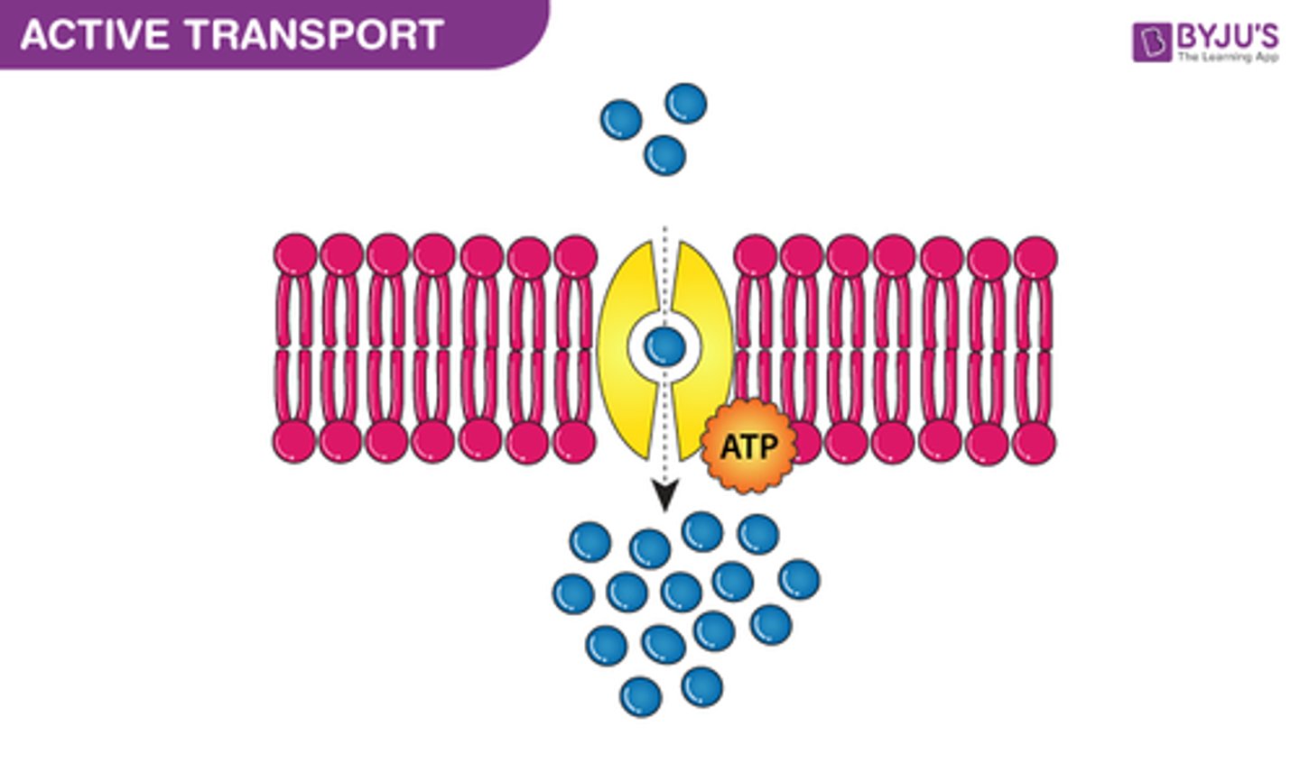 <p>1. uses energy (ATP)</p><p>2. Stuff goes from an area of low concentration to high concentration</p><p>3. Proteins are used usually</p>