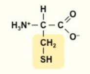 <p>C</p><p>nonpolar</p><p></p>