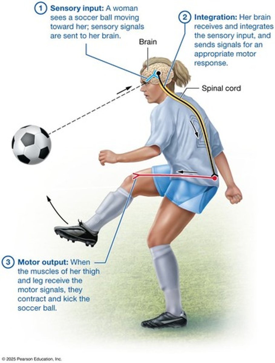 <p>To gather information about the internal and external environments of the body.</p>