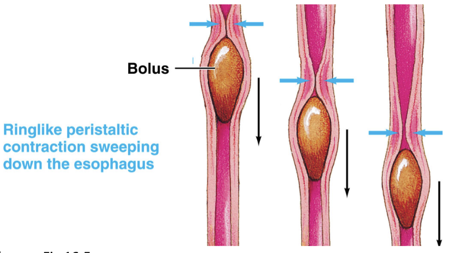<p><span style="color: rgb(255, 255, 255);">True, </span><span style="color: rgb(255, 255, 255);"><span>at the end of the oropharyngeal stage, the pharyngoesophageal sphincter closes &amp; breathing resumes</span></span></p>