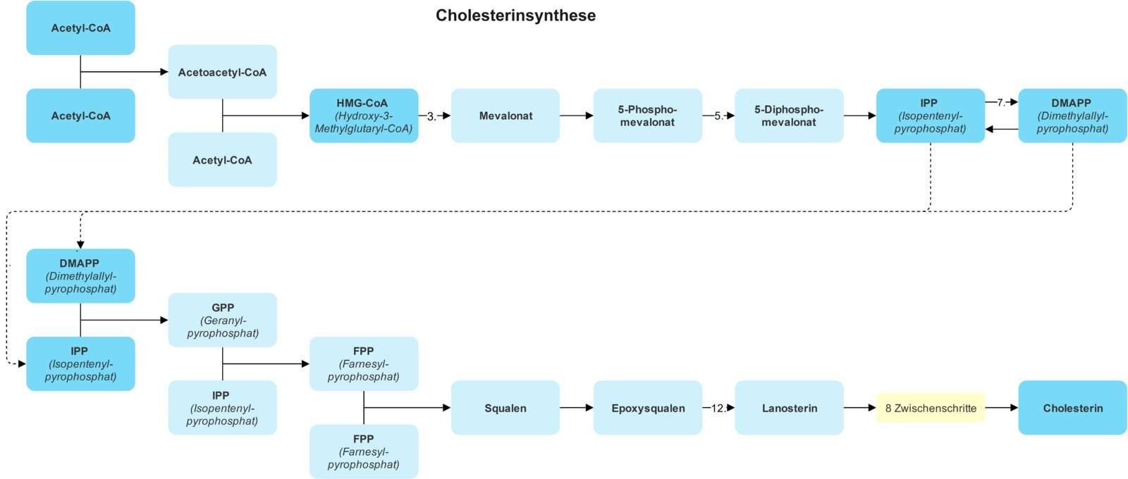 <p>C. Mevalonate</p>