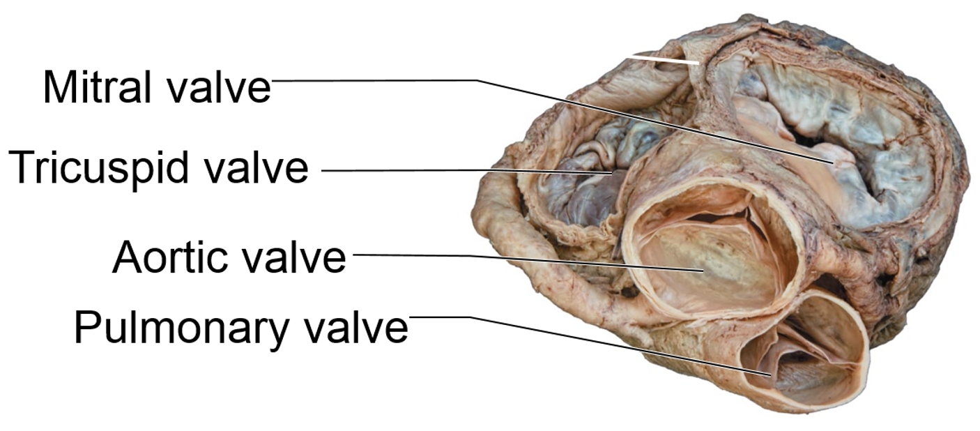 <p><mark data-color="#97fffd" style="background-color: #97fffd; color: inherit">***TEST QUESTION***</mark></p><p>which valve is most anterior?</p>