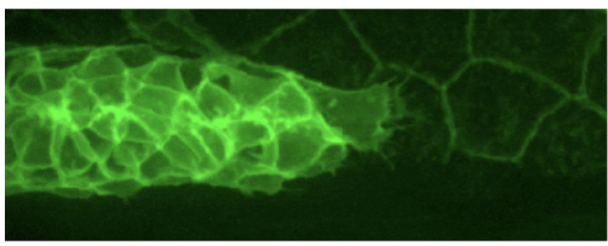 <p>migration of epithelial cell cluster produces the sensory ______________ (zebrafish) (plasmamembrane GFP)</p><p>senses of ears laid out as a patch of hearing organs down the center of the fish, kicking our sensor packages and connecting to the brain; epithelial cells migrate along the length of the embryo. </p>