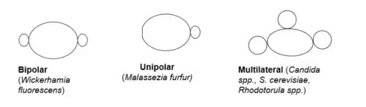 * bipolarne 
* unipolarne 
* multilateralne 