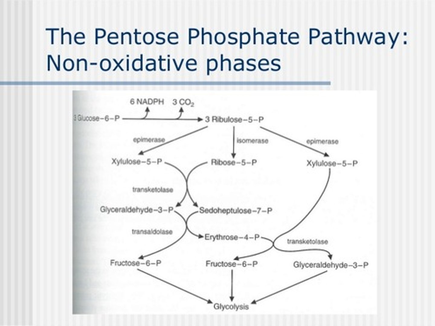 <p>(B) I and III Only</p><p>While it is not essential to memorize all the substrates involved in the non-oxidative phase of the pentose phosphate pathway, you should at least know that transaldolase and transketolase are involved.</p><p>Struggling to memorize the metabolic pathways (such as glycolysis and beta-oxidation)? Learn them like the back of your hand using Andrew's Metabolic Pathways Mastery Course @ https://mcatselfprep.com/course/andrews-metabolic-pathways-mastery-course/</p>