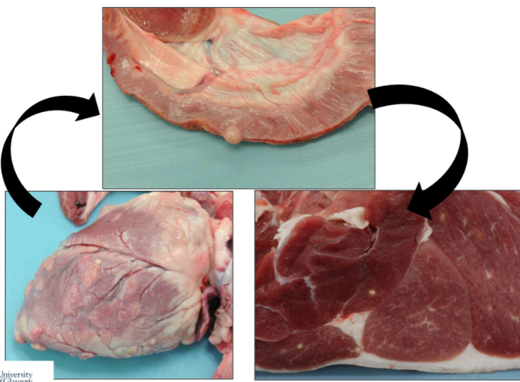<p>Sheep specimens</p><ol><li><p>Describe the lesions using 4 words</p></li><li><p>Potential diagnosis</p></li><li><p>Judgement</p></li><li><p>Public health implications</p></li></ol><p></p>