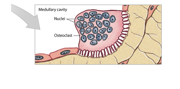 Osteoclasts