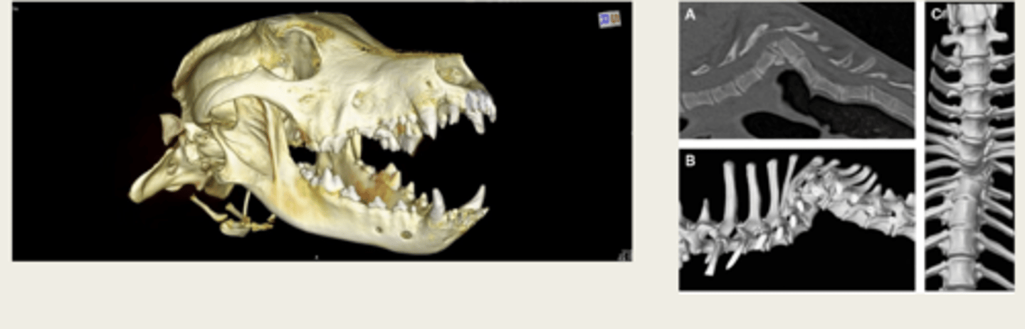<p>what is the image on the left showing?</p>