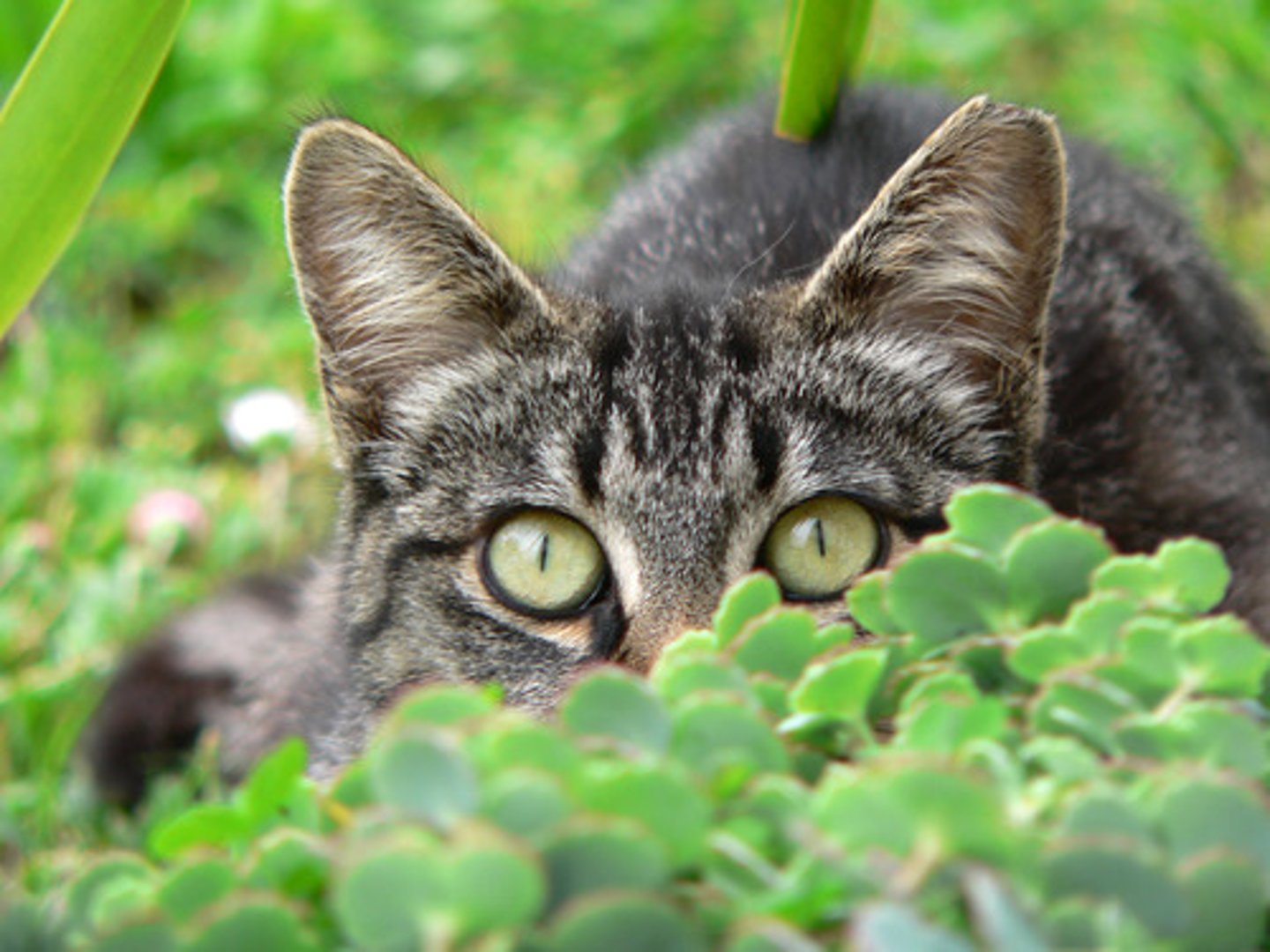 <p>timid, shy</p>