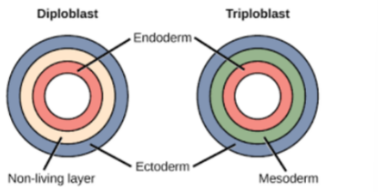 <ol><li><p>ectoderm (forms CNS)</p></li><li><p>mesoderm </p></li><li><p>endoderm </p></li></ol><p></p>
