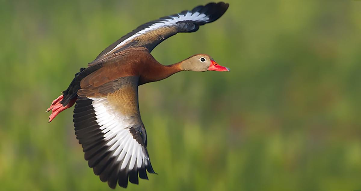 <p>Tall, with pink bill and legs. Tree-nesting duck.</p>