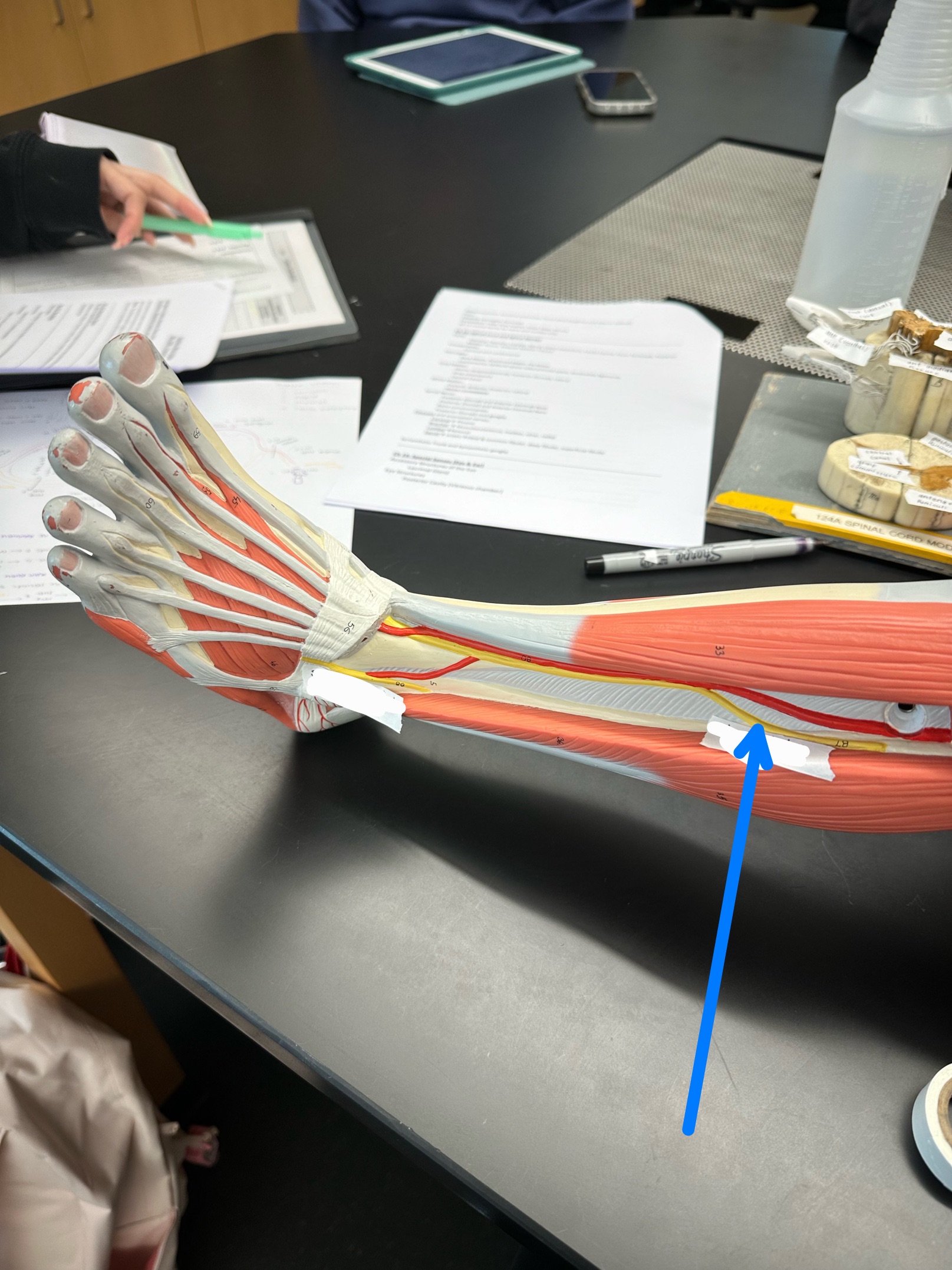 <p>ID nerve</p>